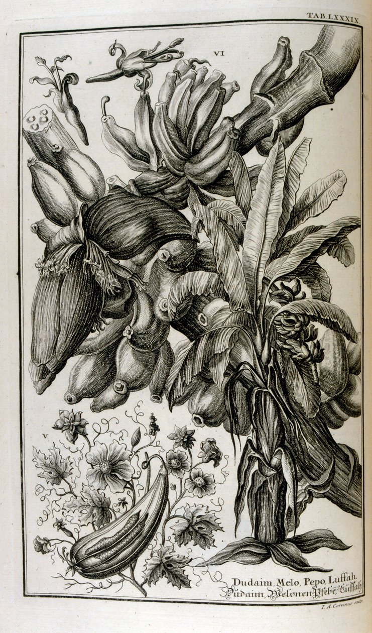 Plantas y frutos bíblicos como la mandrágora y el melón de Johann Jakob Scheuchzer