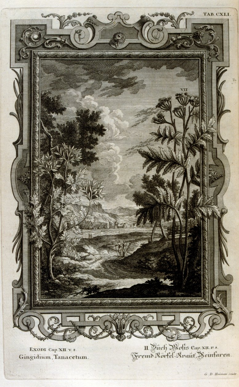 Ilustración de Johann Jakob Scheuchzer