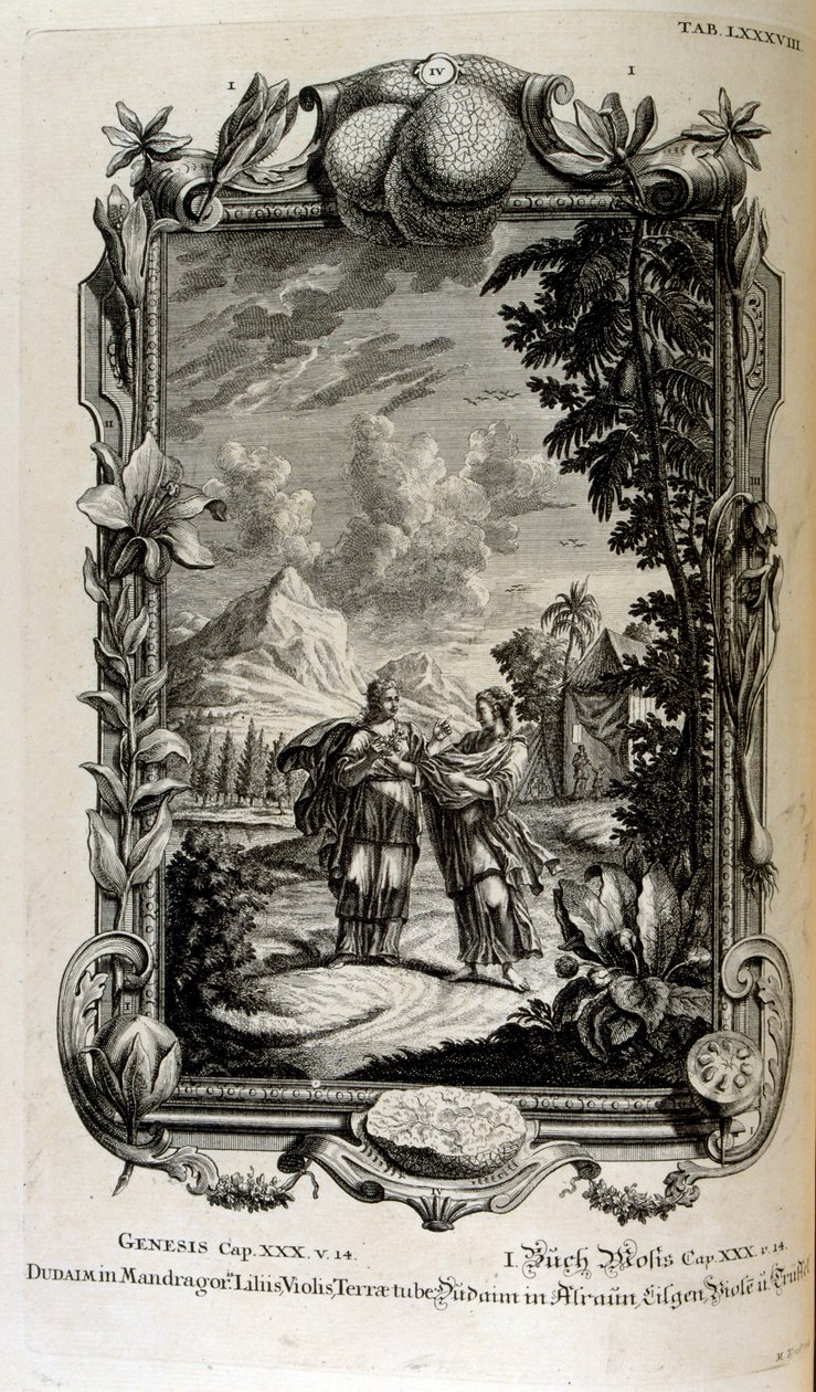Planta de mandrágora. A menudo se la conoce como mandrágora de Johann Jakob Scheuchzer