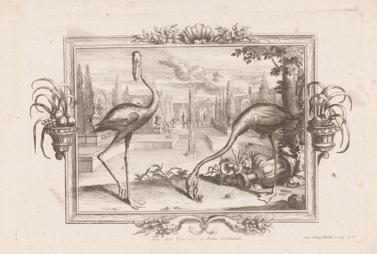 dos flamencos Aves dicta Flaminges ex India Occidentali (título sobre objeto) de Johann Jakob Stelzer