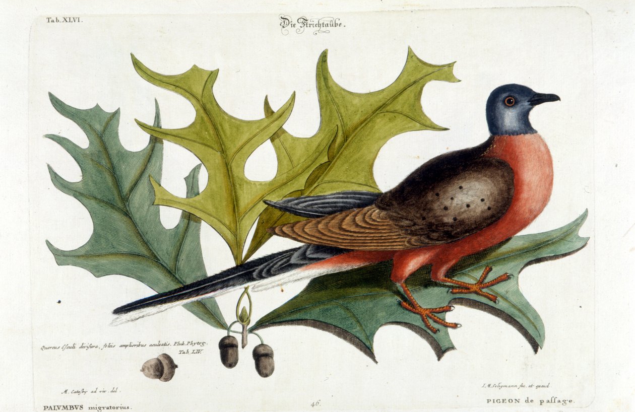 Paloma migratoria, ahora extinta. Zoológico, Seligman 1749 de Johann Michael Seligmann