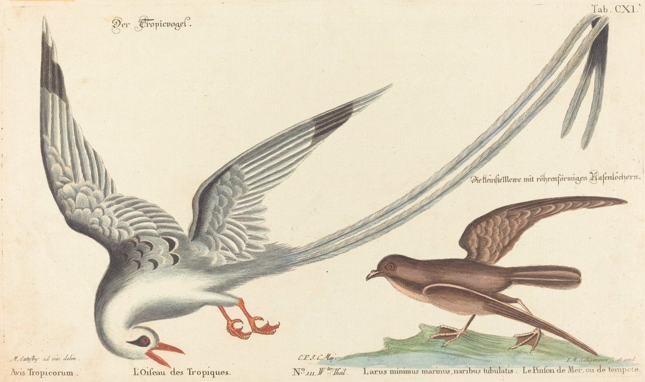 El pájaro tropical (Phaeton aethereus) de Johann Michael Seligmann after Mark Catesby