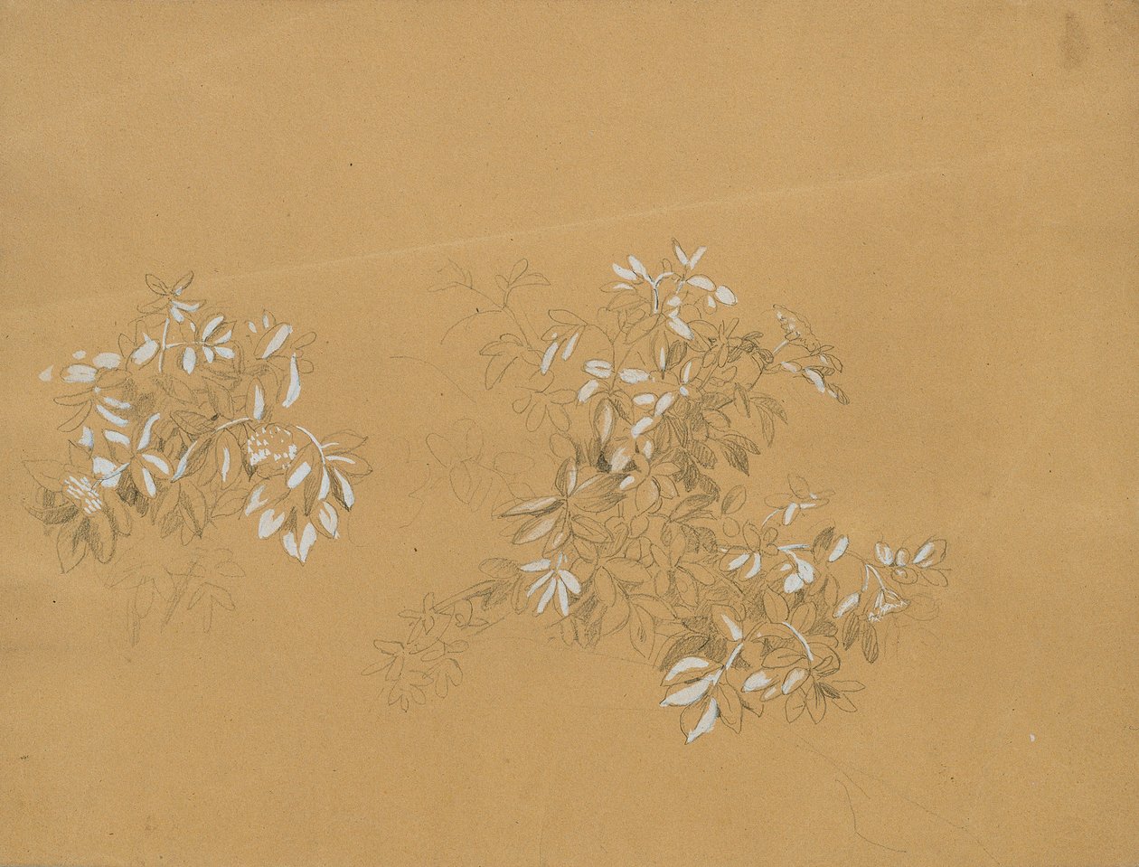 arbustos de Johann Peter Krafft