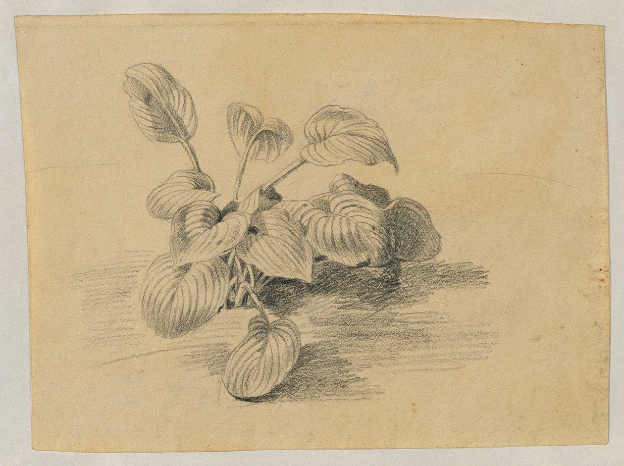 estudio de una planta de follaje de Johann Peter Krafft
