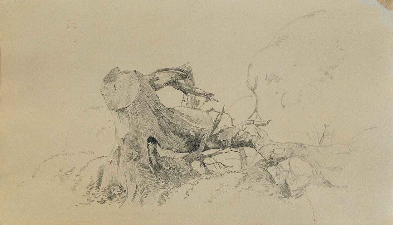 Sistema de raíces, árbol caído de Johann Peter Krafft