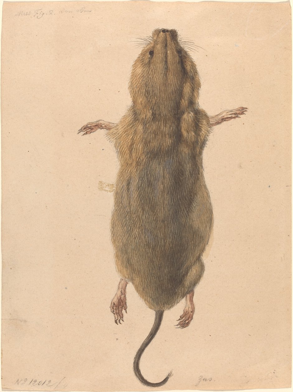Un Ratón de Campo, desde Arriba de Johann Rudolph Schellenberg