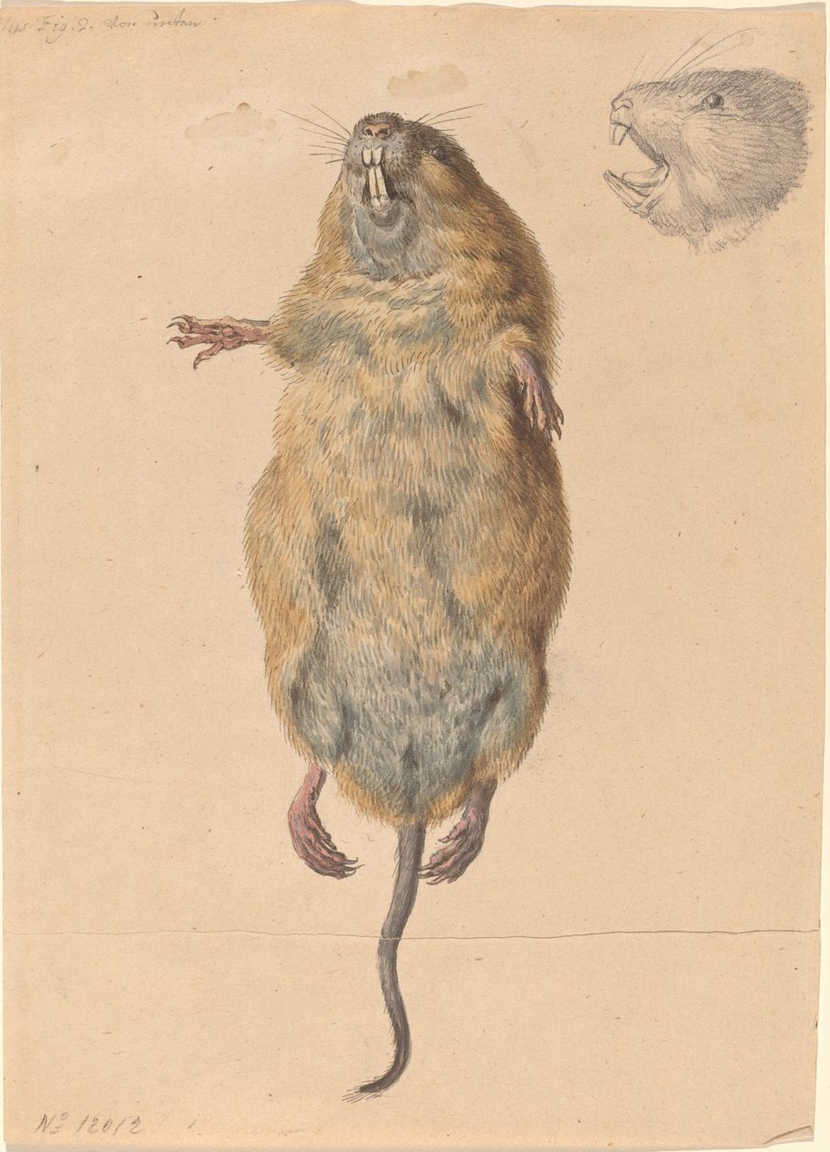 Un ratón de campo, desde abajo de Johann Rudolph Schellenberg
