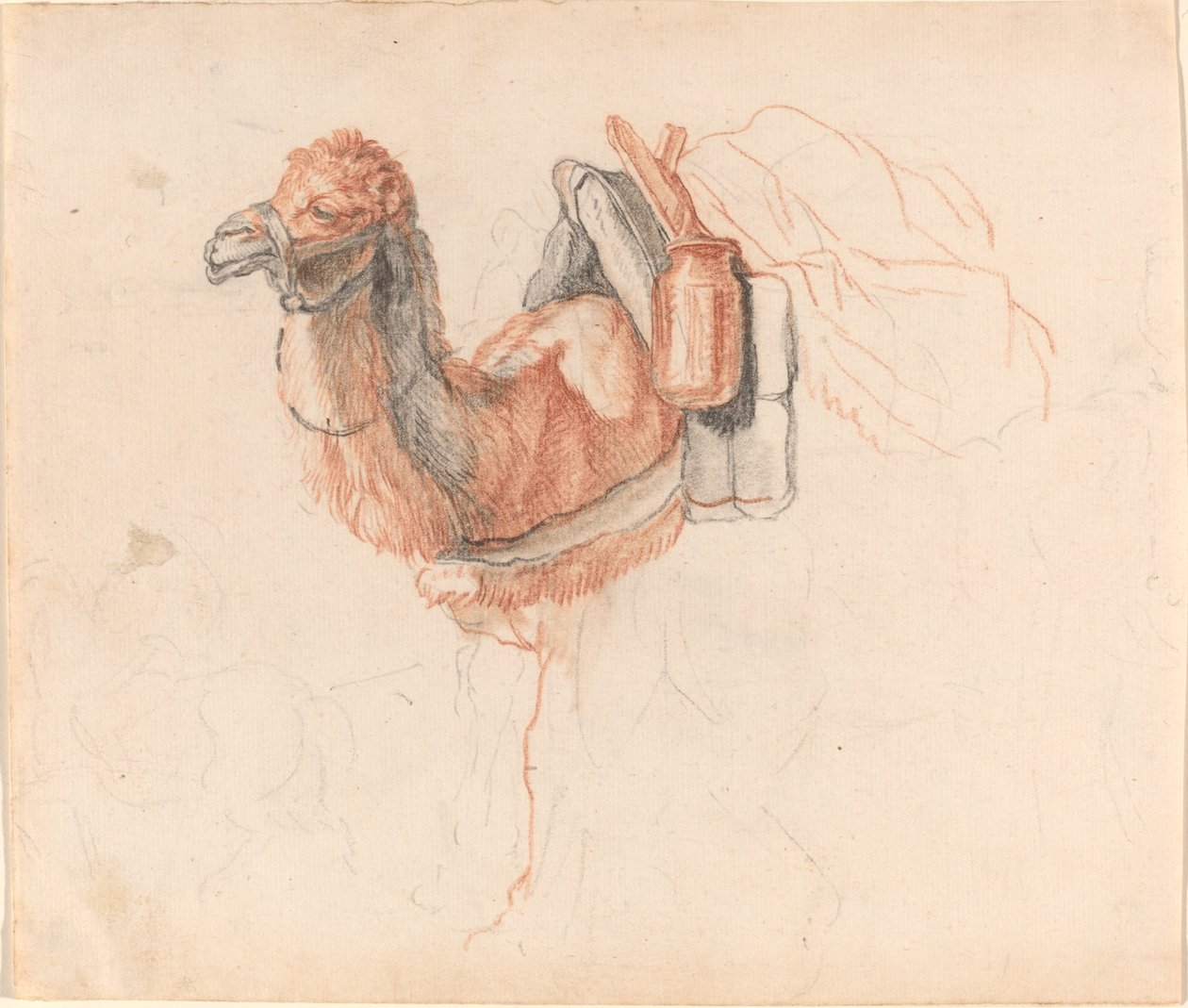 Camello de Johann Rudolph Schellenberg