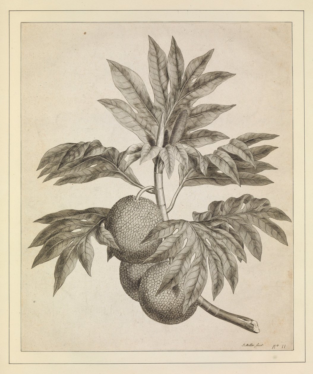 Una rama del árbol frutal del pan de Johann Sebastien Muller