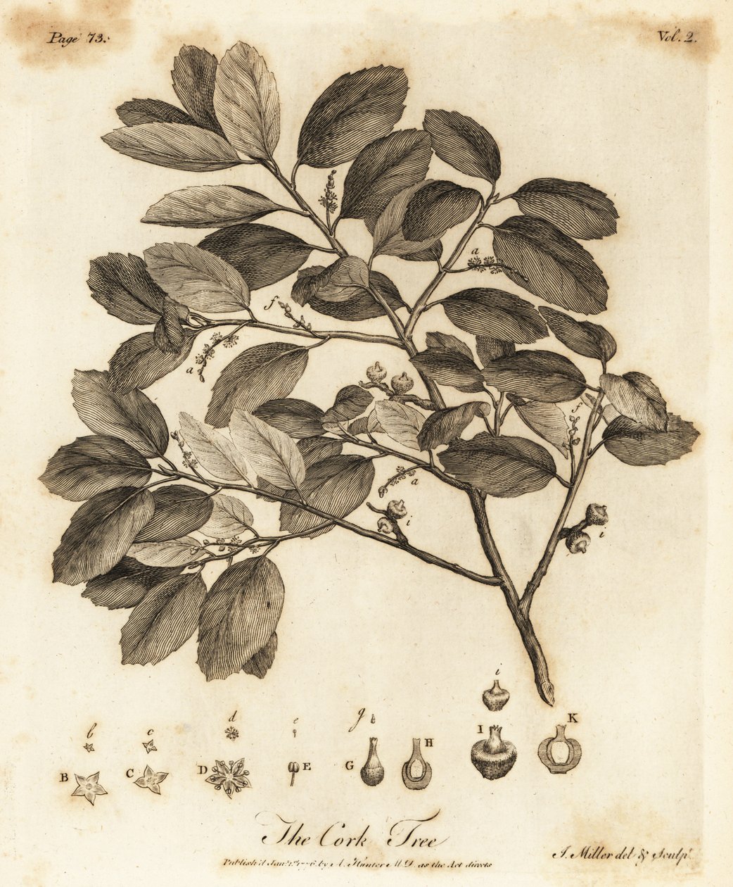 Alcornoque, Quercus suber. de Johann Sebastien Muller