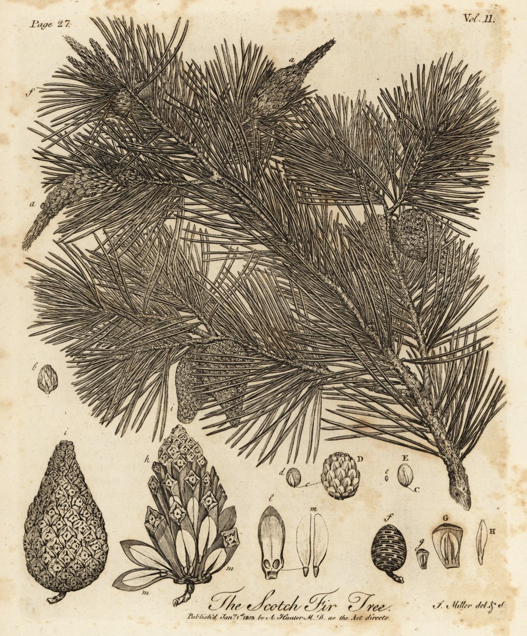 Pino silvestre, Pinus sylvestris. de Johann Sebastien Muller