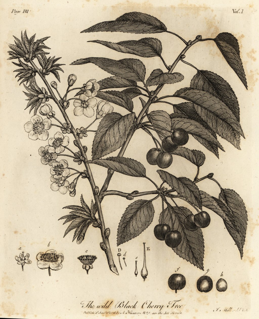 Cereza ácida, cereza ácida o cereza enana, Prunus cerasus. de Johann Sebastien Muller