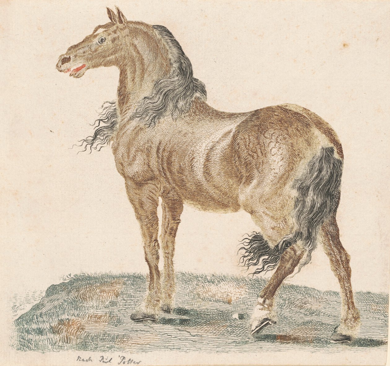 El caballo relinchando de Johann Teyler, after Paulus Potter