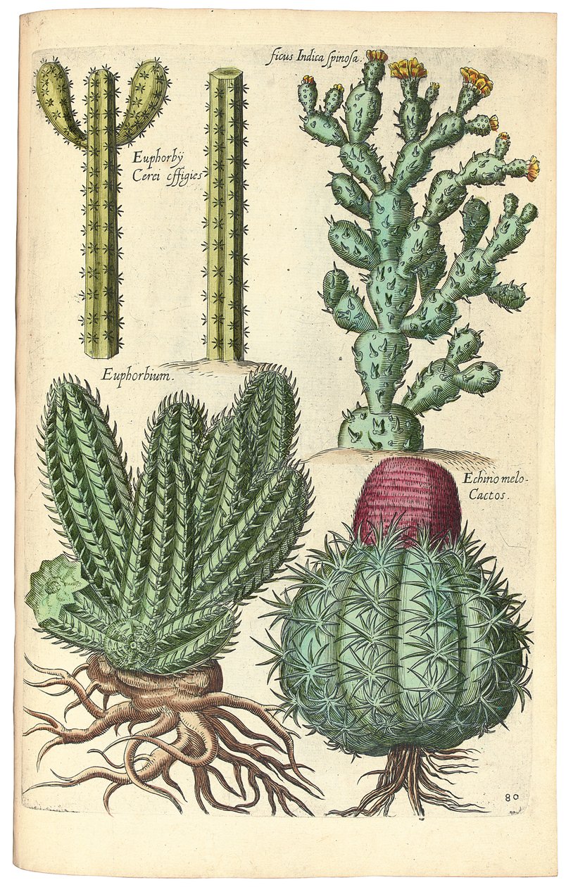 Cactus, 1641 de Johann Theodor de Bry