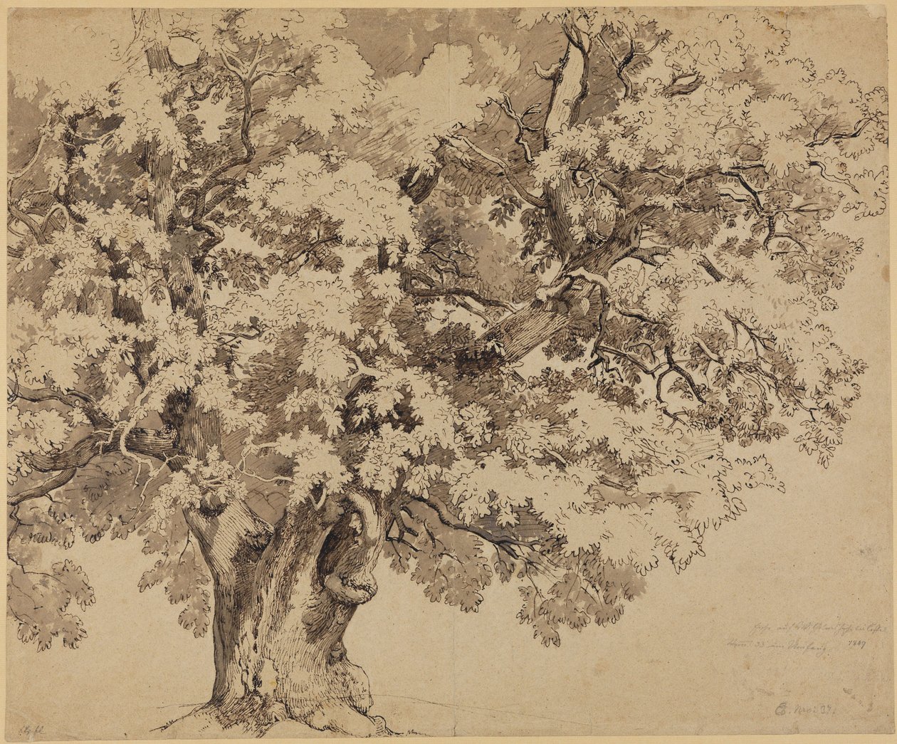 Roble en la Wilhelmshöhe cerca de Kassel de Johann Wilhelm Schirmer