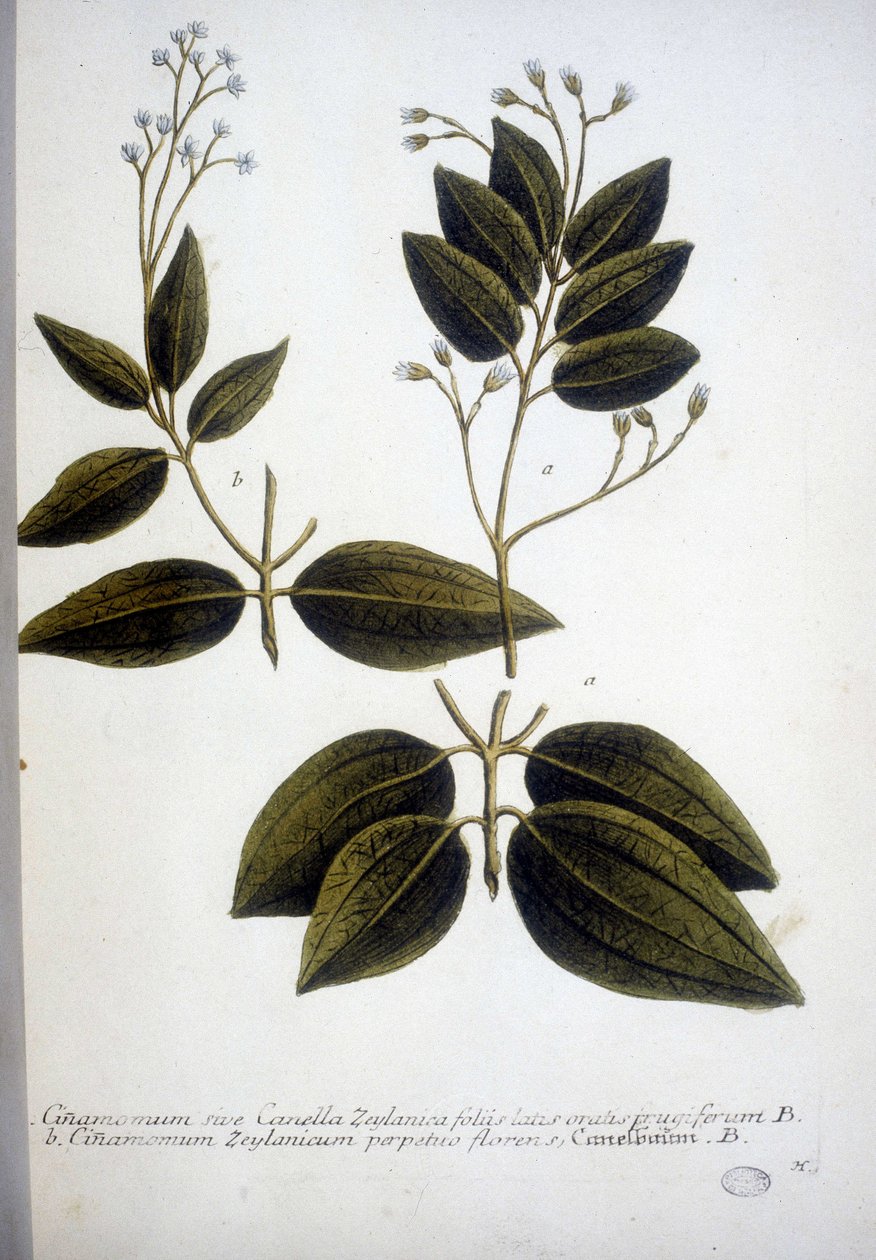 Cinnamomum Zeylanicum (Canela de Ceilán) - Grabado del Herbario por J.W. Weinmann en 1737. de Johann Wilhelm Weinman