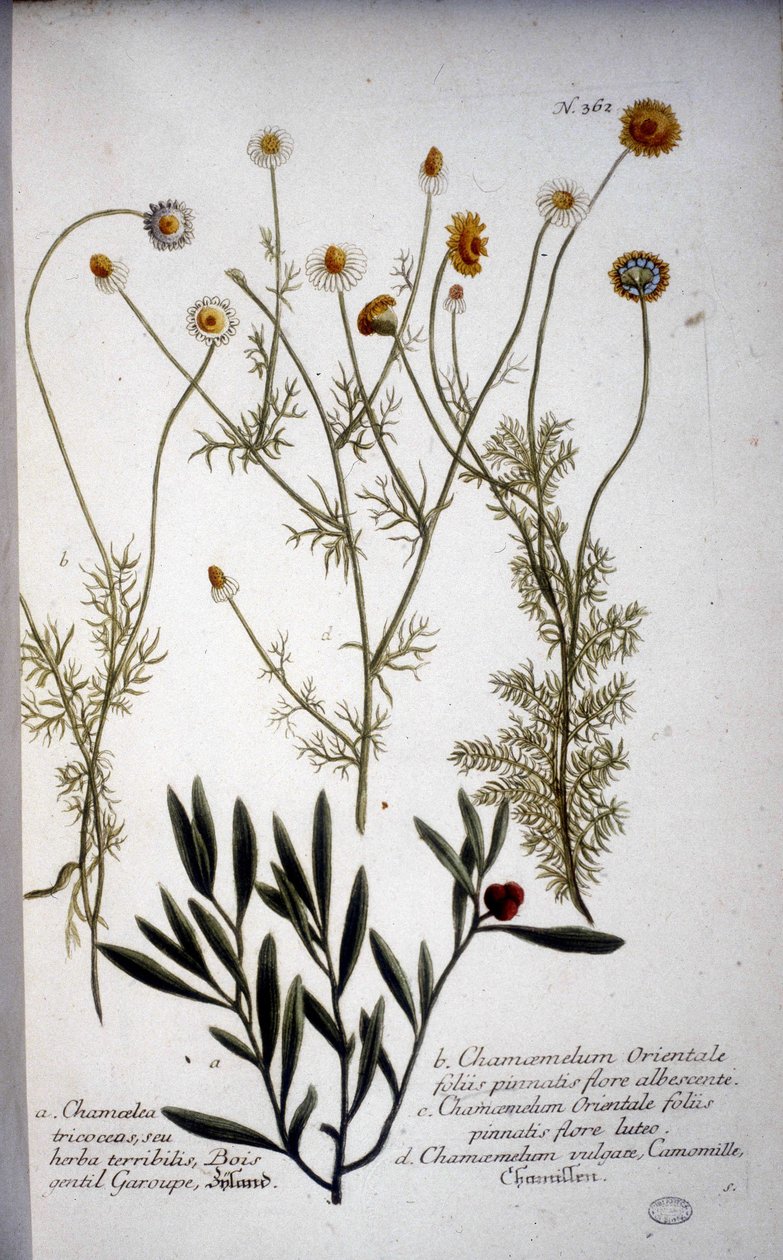 Varias especies de Chamaemelum (manzanilla) - en “Herbario” de J.W. Weinmann en 1737 de Johann Wilhelm Weinman