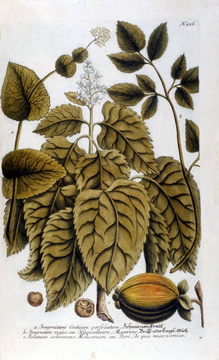 Smyrnium Cretium perfoliatum - Macerón de Creta o Macerón perfoliado. Placa tomada del herbario de J. W. Weinmann de Johann Wilhelm Weinman