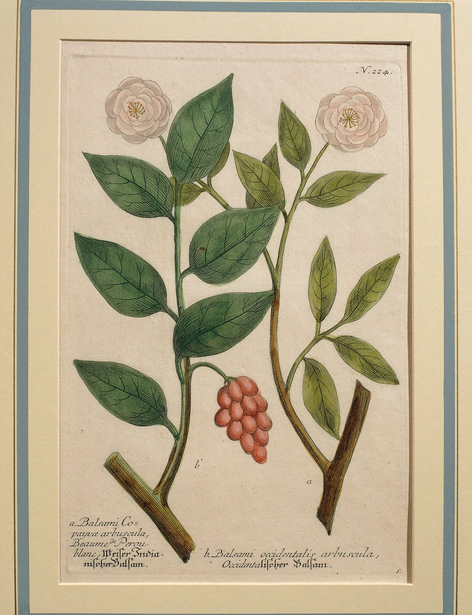 Balsami occidentalis arbuscula, grabado en color de Johann Wilhelm Weinmann