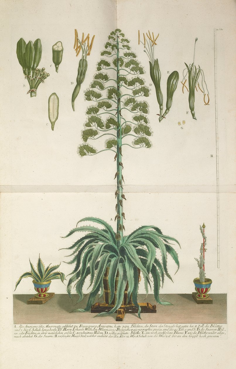 Placa grabada y mezzotinta de Aloe Americana folio Mucronato, c. 1735-1737 de Johann Wilhelm Weinmann