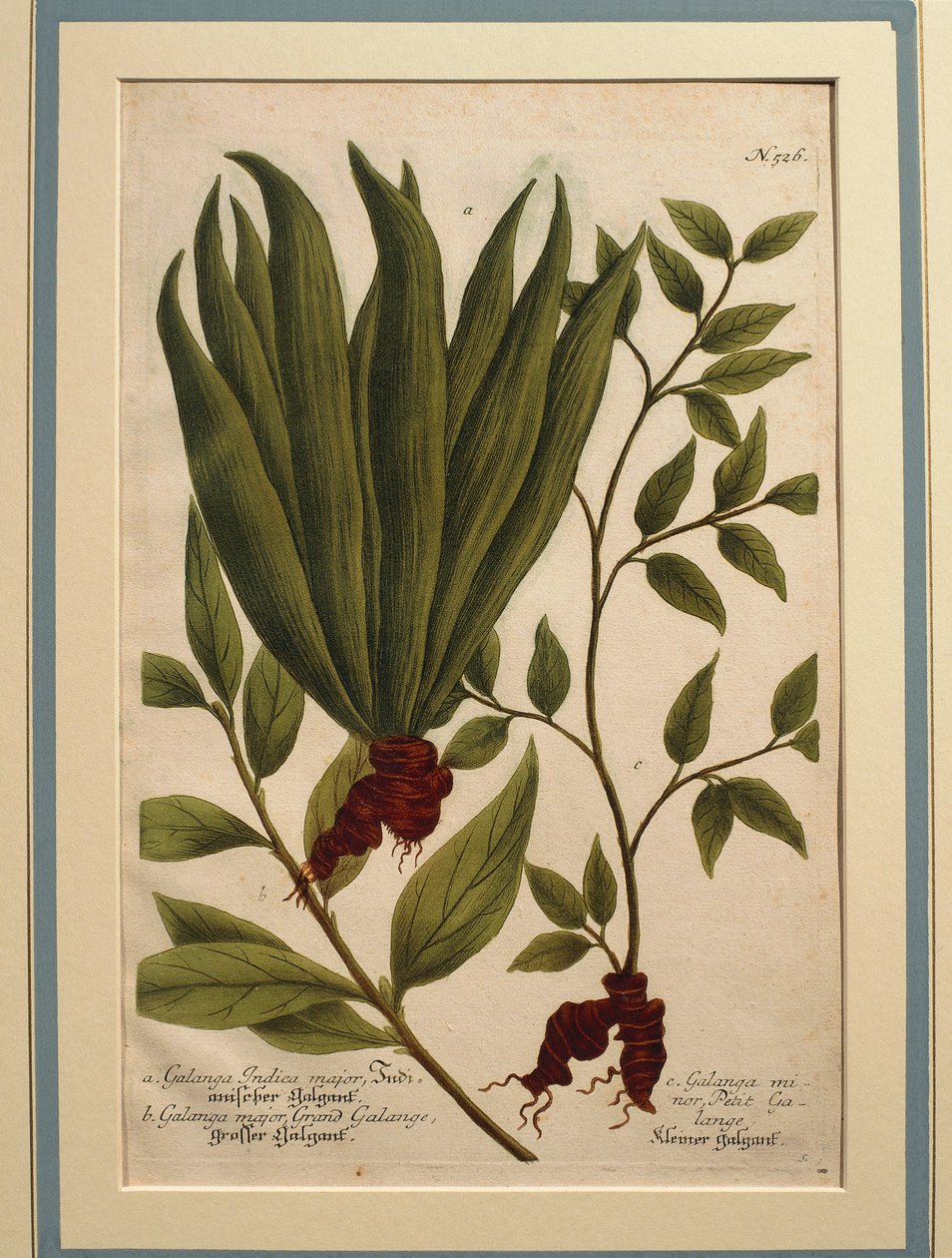 Galangal mayor (Alpinia galanga), Galanga Indica major y Galanga major, grabado en color de Johann Wilhelm Weinmann
