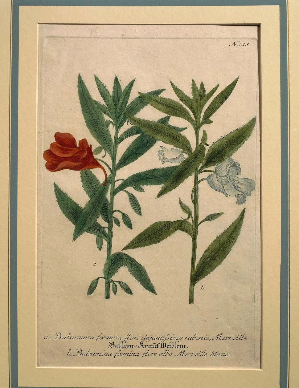 Impatiens, grabado en color de Johann Wilhelm Weinmann