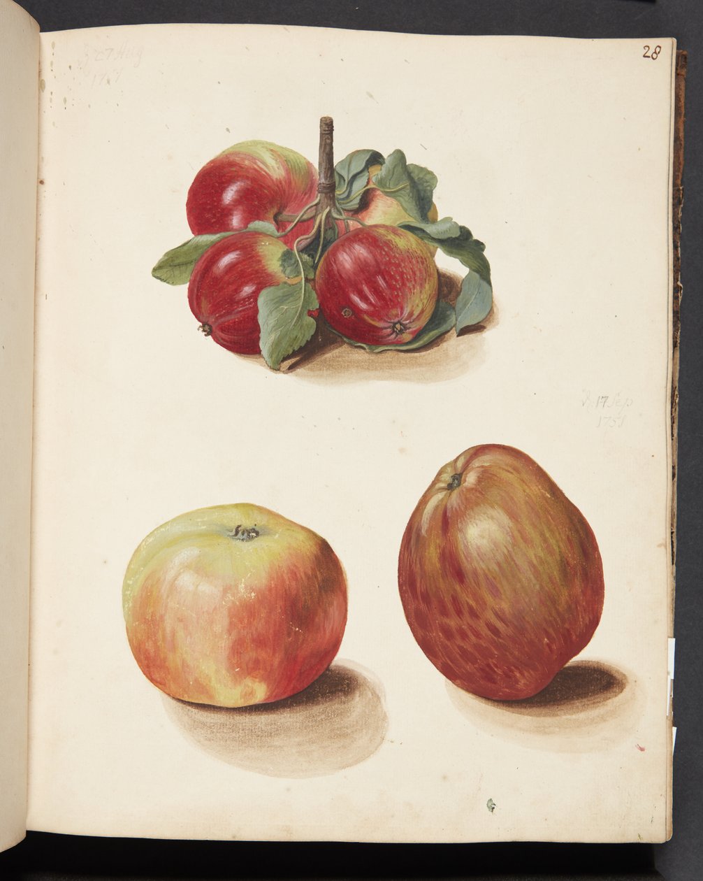 Estudio de manzanas de Johanna Fosie