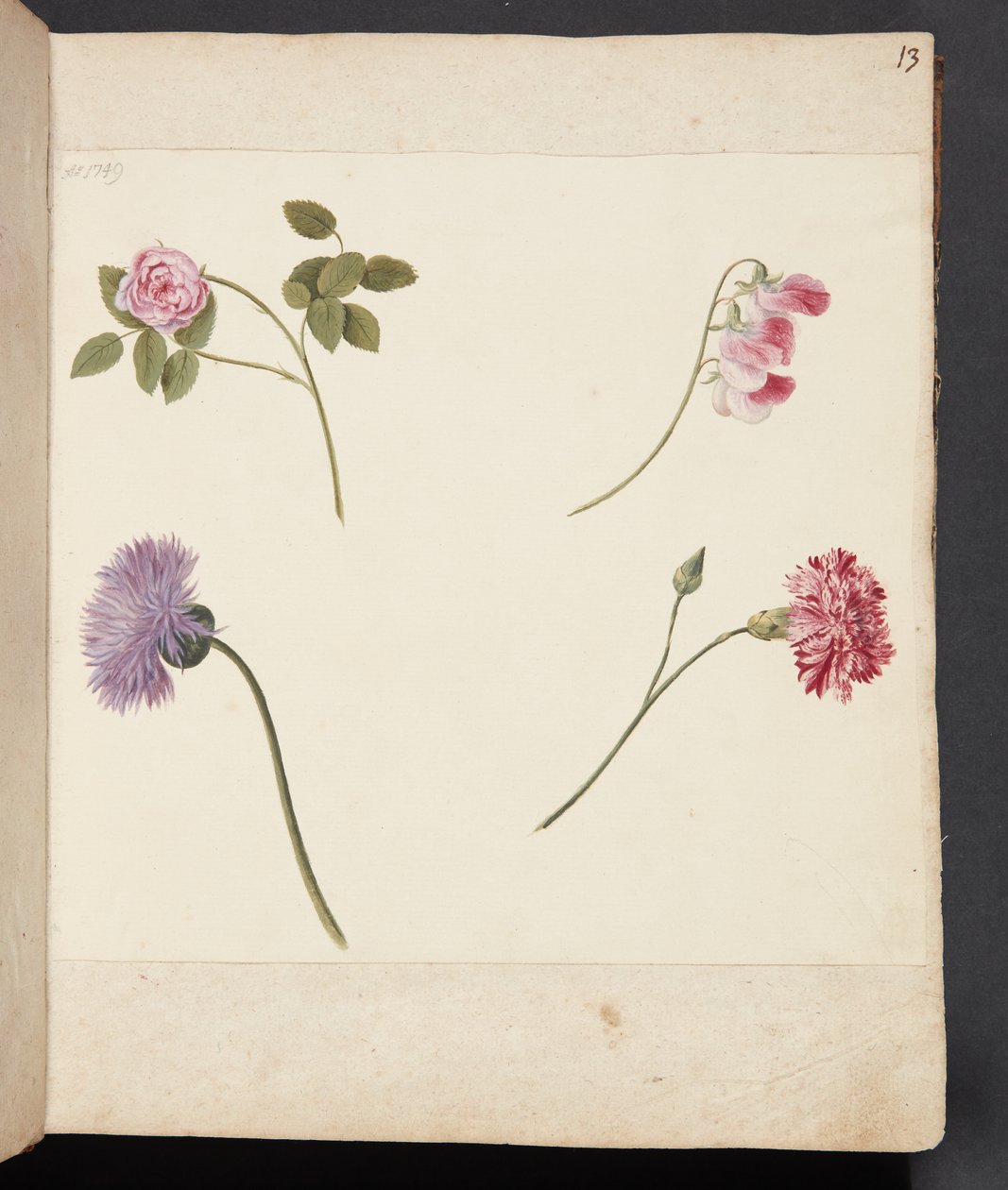 Estudio de flores de Johanna Fosie