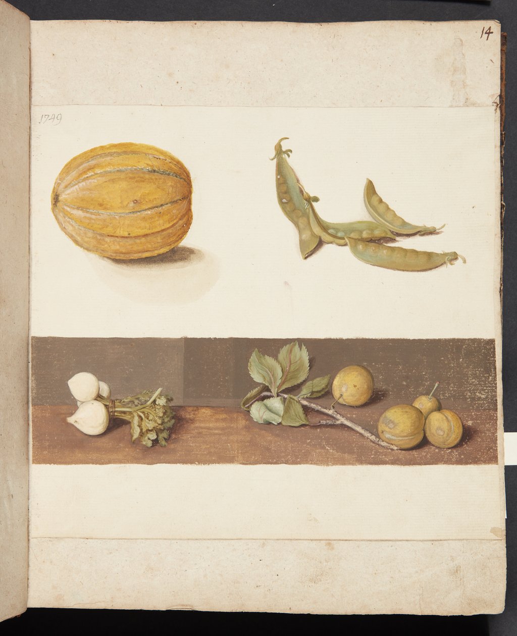 Estudio de frutas y verduras de Johanna Fosie