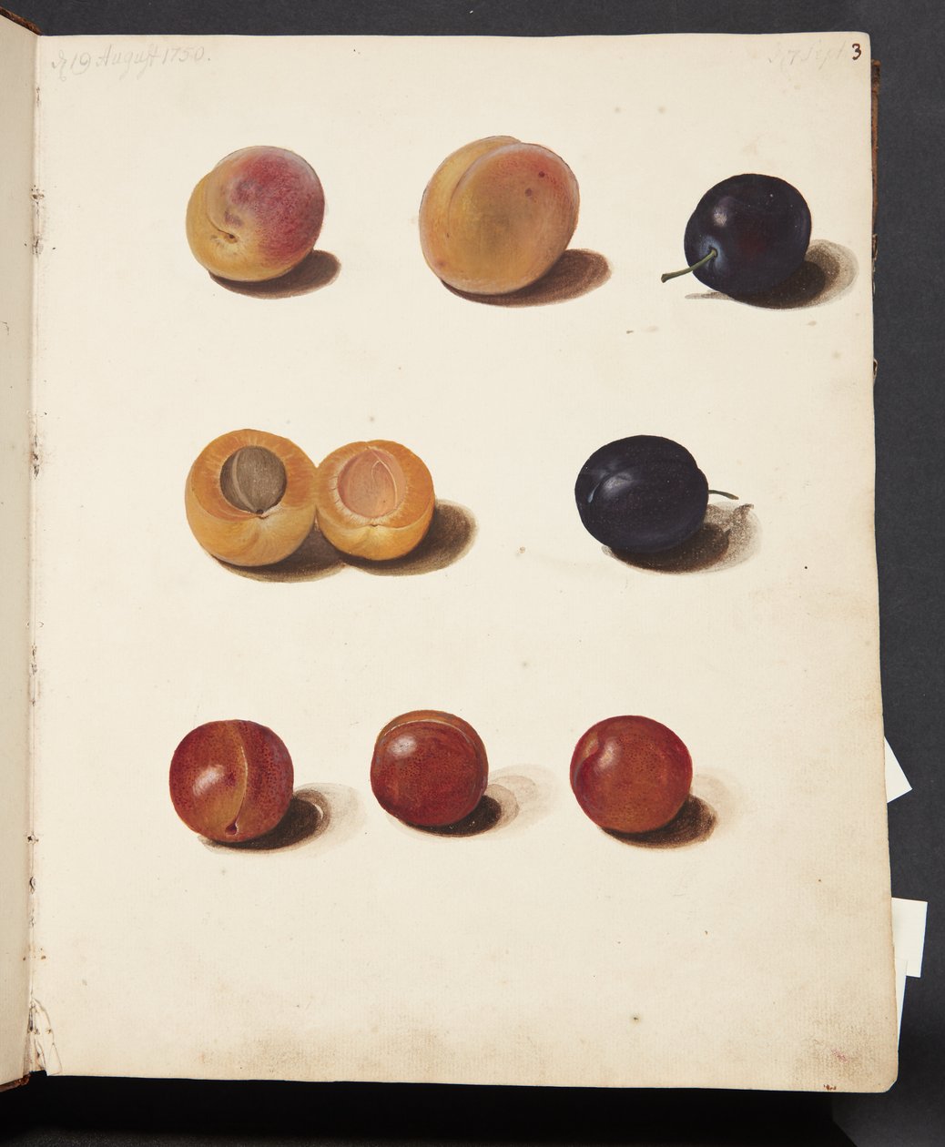 Estudios de ciruelas de Johanna Fosie