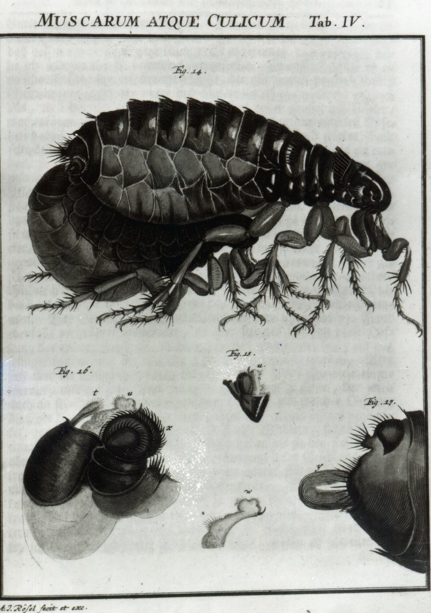 Tabla IV de moscas y pulgas de August Johann Rösel von Rosenhof