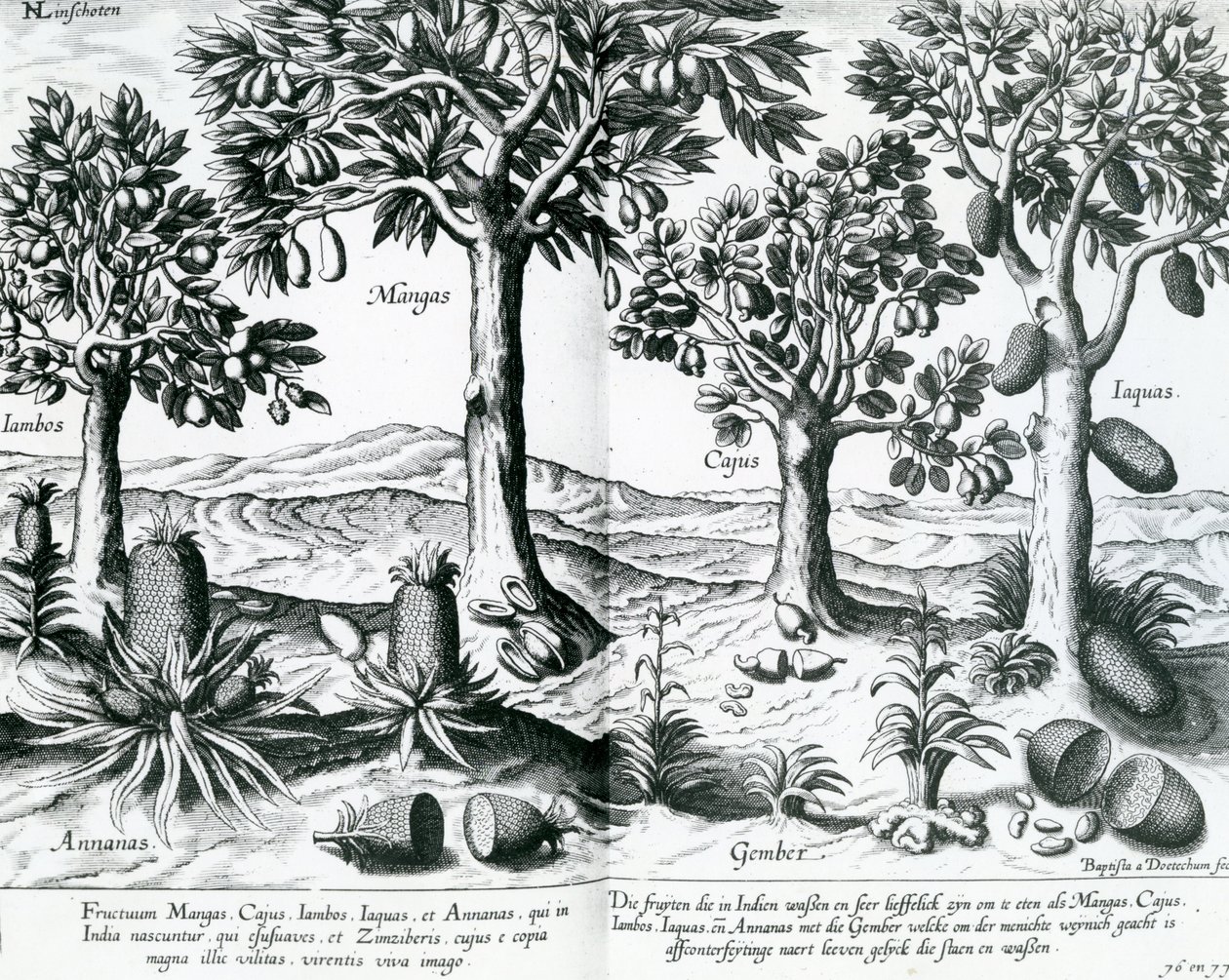 Árboles frutales tropicales, 1596 de Johannes Baptista van Doetechum the Younger
