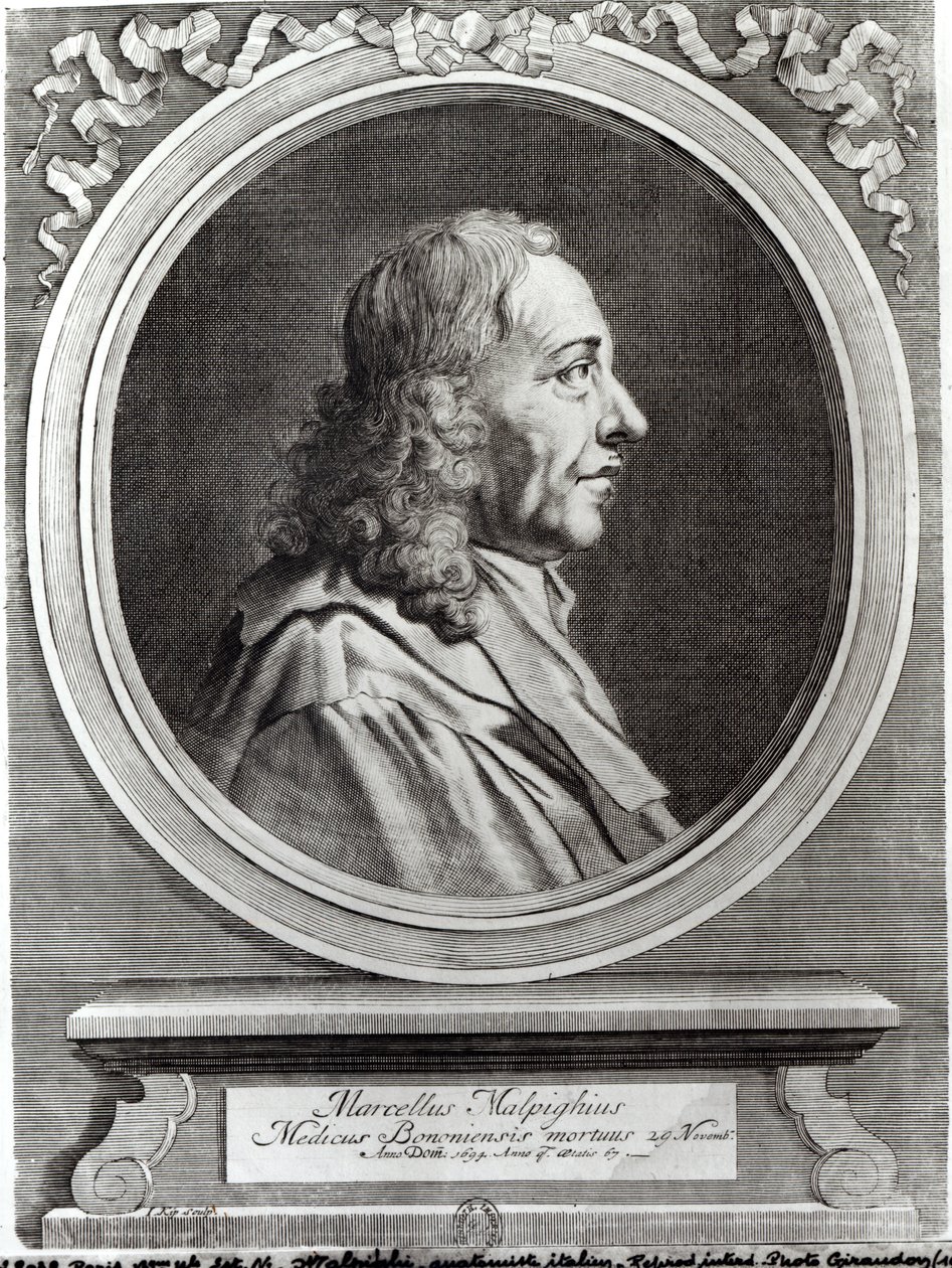 Marcello Malpighi (1628-94) a los 67 años, 1694 de Johannes Kip