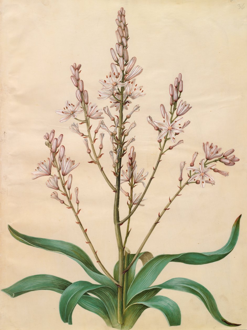 Asphodelus ramosus de Johannes Simon Holtzbecher