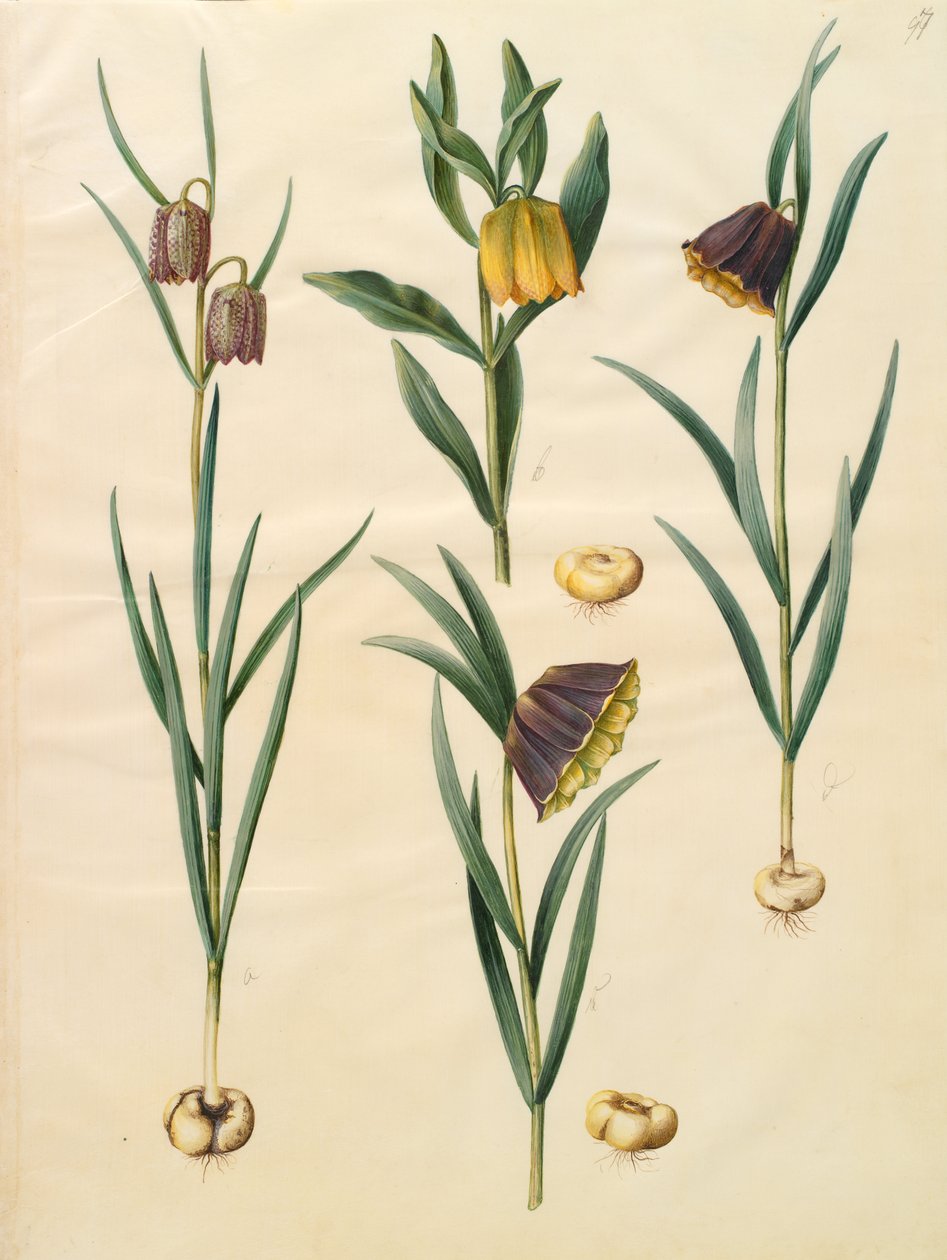 Fritillaria meleagris de Johannes Simon Holtzbecher