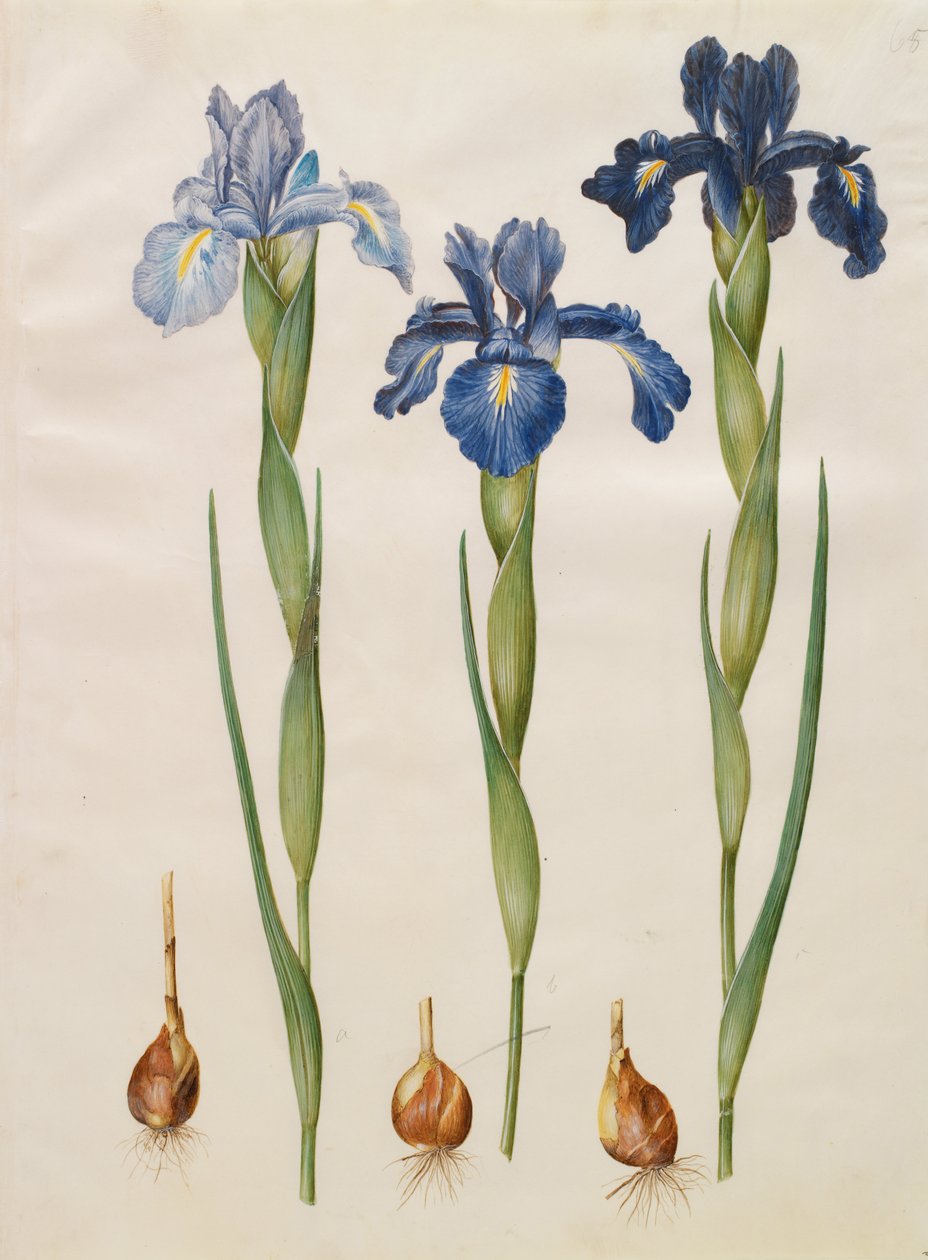 Iris xiphioides de Johannes Simon Holtzbecher