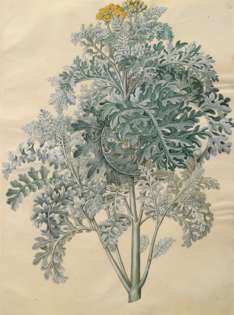 Senecio bicolor de Johannes Simon Holtzbecher