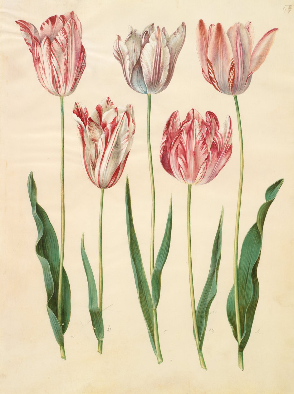 Tulipa gesneriana de Johannes Simon Holtzbecher