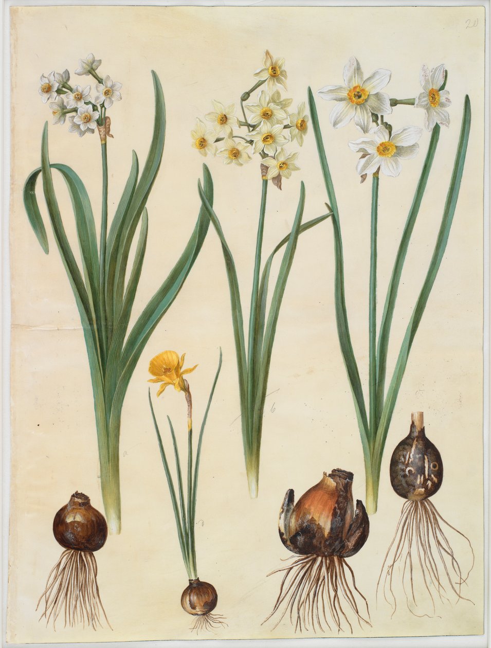 Narcissus tazetta; Narcissus orientalis; Corbularia bulbocodium de Johannes Simon Holtzbecker