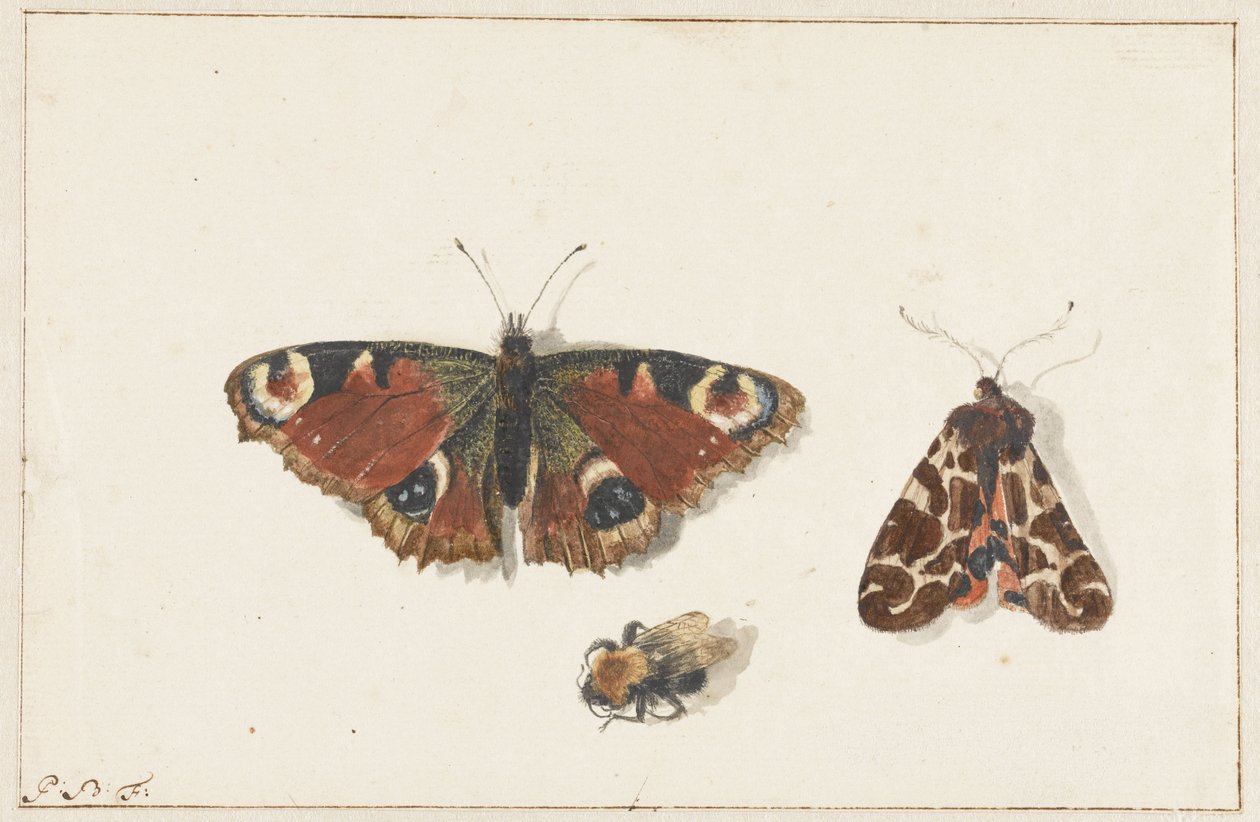 mariposa, polilla y abejorro de Johannes Bronkhorst