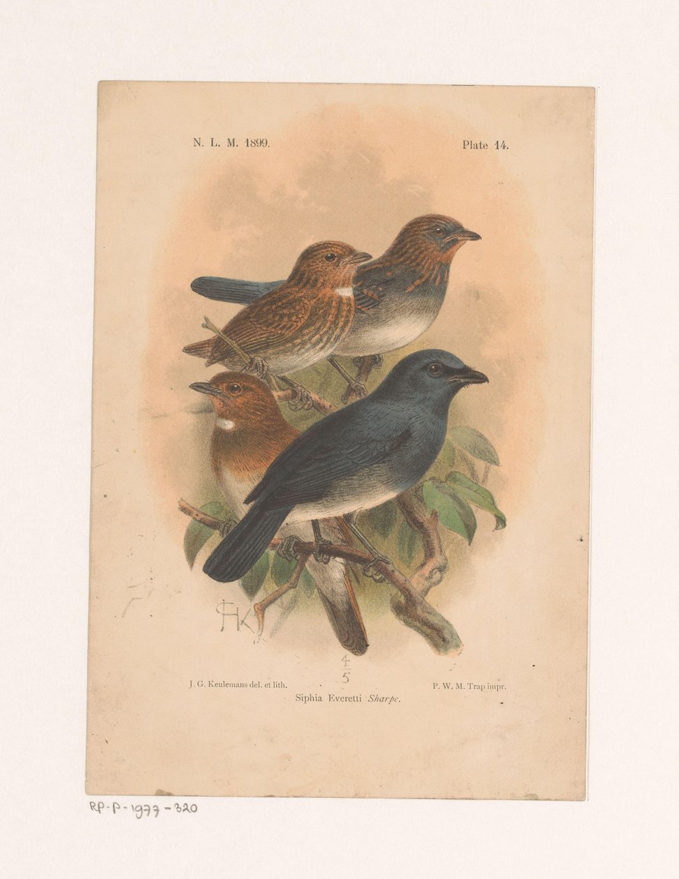 Cuatro pájaros en una rama Siphia Everetti Sharpe (título sobre el objeto) de Johannes Gerardus Keulemans