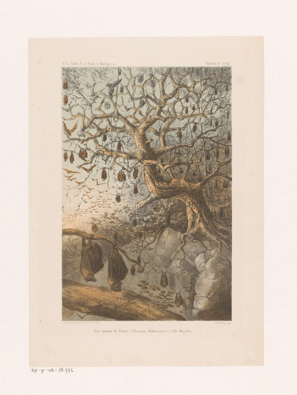 Vleermuizen en pleno auge Una reunión de Fanys (Pteropus Edwardsii) en la isla de Mayotte (título sobre el objeto) Relación de viaje (título de la serie sobre el objeto) de Johannes Gerardus Keulemans