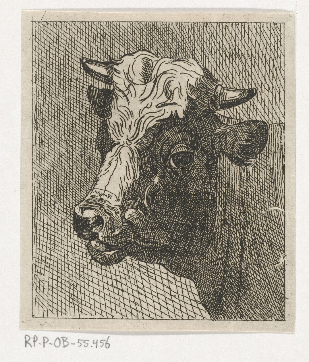 Cabeza de vaca a la izquierda de Johannes Hari (II)