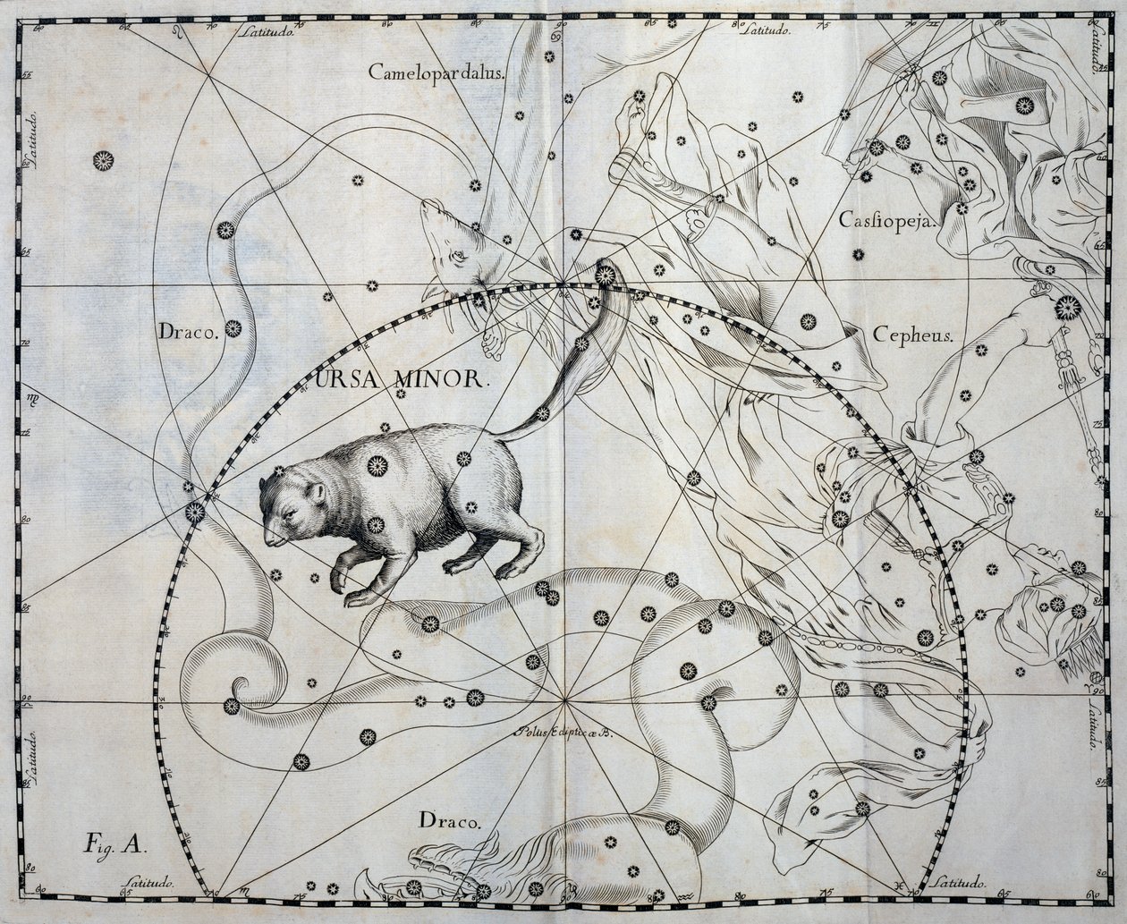 Osa Menor, constelación boreal de la Osa Menor, grabado del atlas celeste Firmamentum Sobiescianum sive Uronographia, de Johann Hevelius (1611-1687), Gdansk. de Johannes Hevelius