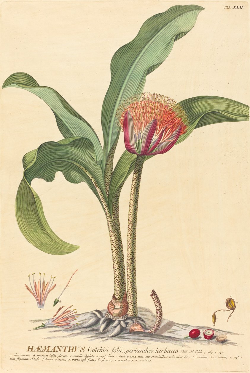 Haemanthus de Johannes Jacob Haid and Johannes Elias Haid after Georg Ehret