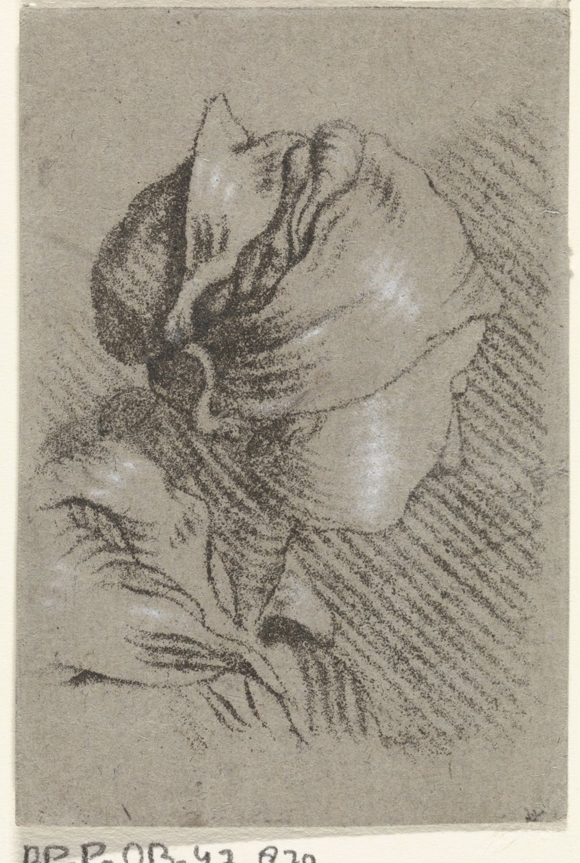 busto femenino de Johannes Janson (possibly)