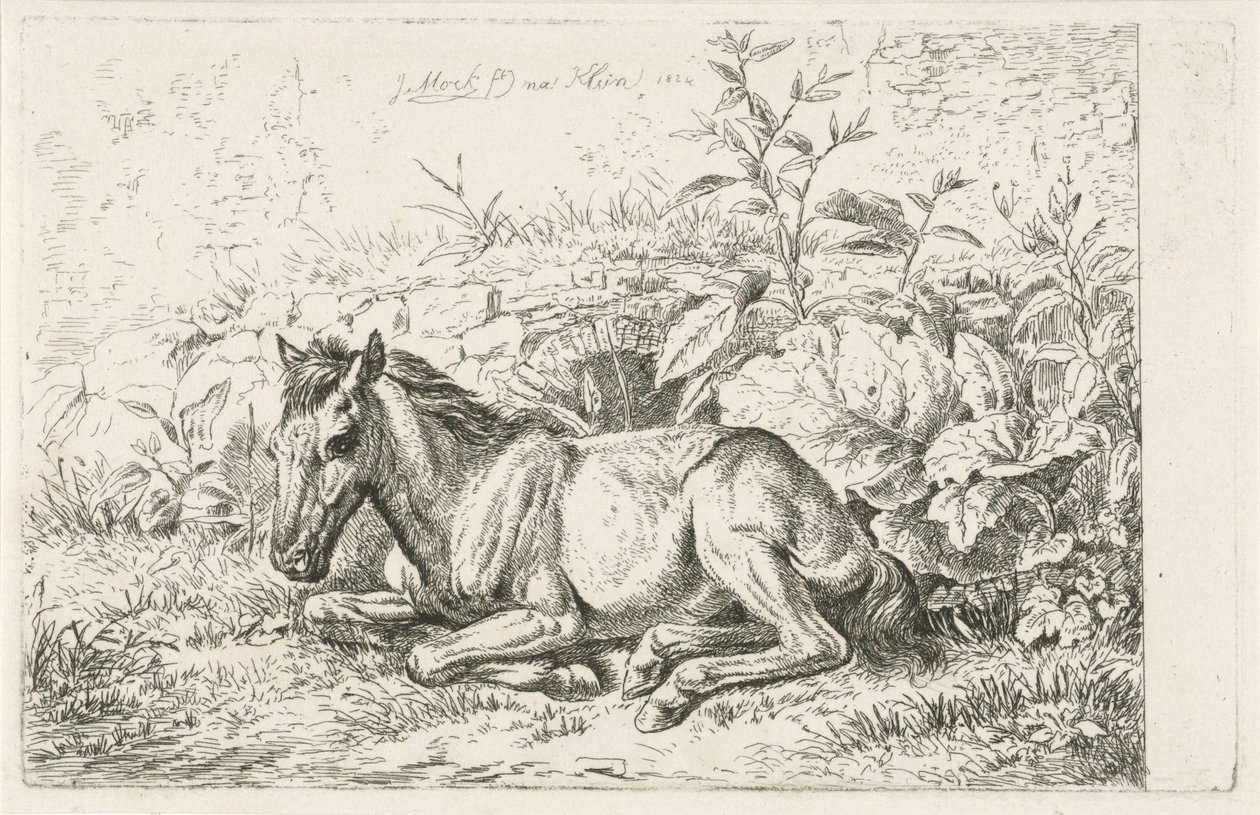 Caballo acostado frente a algunas plantas de Johannes Mock