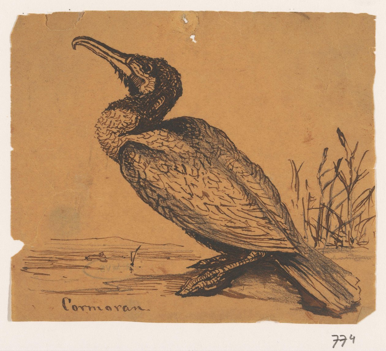 Aalscholver
Cormoran (título en el objeto) de Johannes Tavenraat