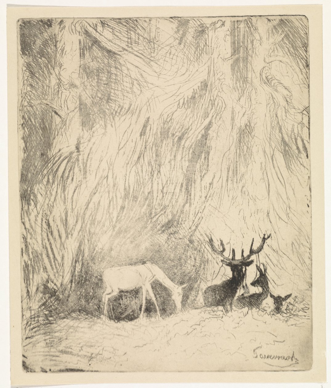 Ciervo en un bosque bohemio de Johannes Tavenraat