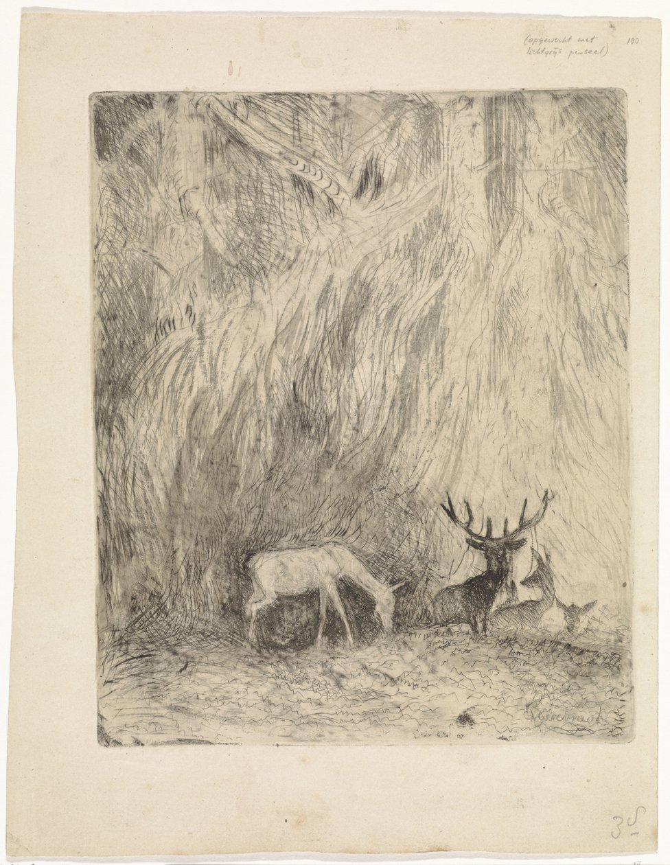Ciervo en un bosque bohemio de Johannes Tavenraat